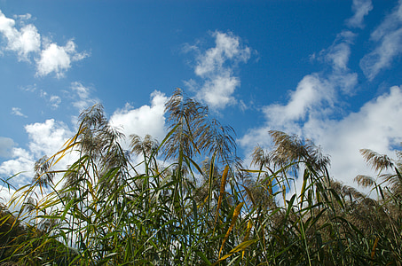 Reed, nuvole, cielo, natura, Vento