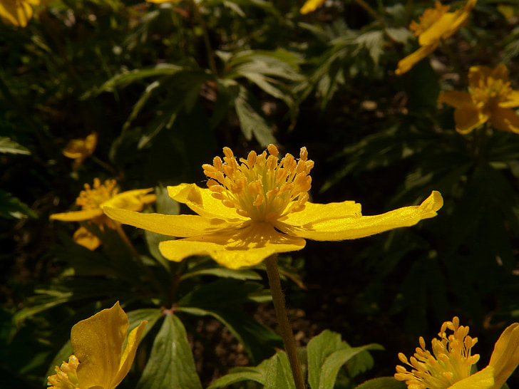 Žluté dřevo anemone, Anemone ranunculoides, hahnenfußgewächs, pryskyřníkovitých, čtyřlisté, Anemone, žlutá
