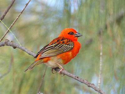 red cardinal, branch, mauritius