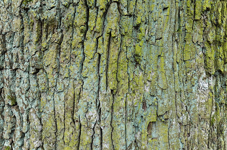 Oak, gammalt träd, Barken av trädet, bark, stam, trunk, yta