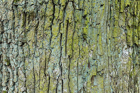 オーク, 古い木, 木の樹皮, 樹皮, ひずみ, トランク, 表面