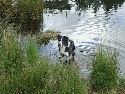 border collie, water, ven