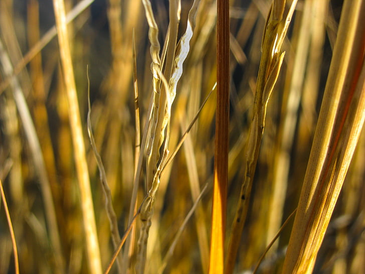 close, photography, brown, grass, plants, wheat, agriculture