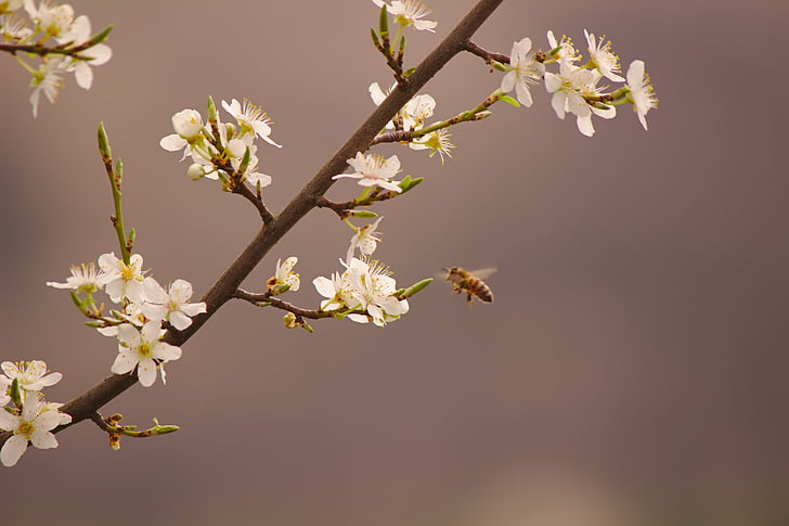 Bee, Príroda, jar, posypeme