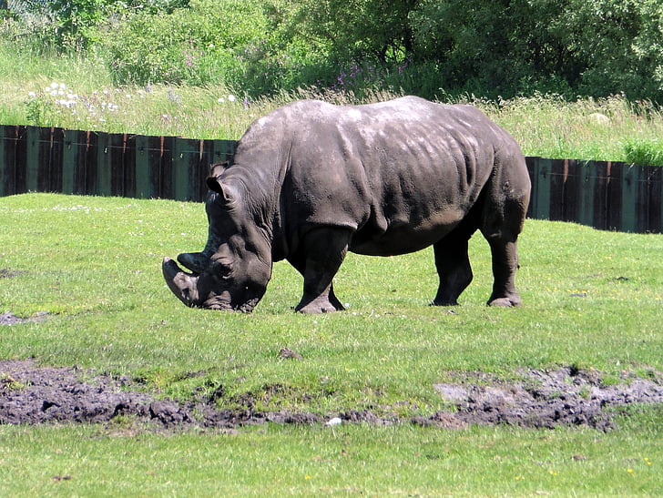бял носорог, Зоологическа градина, носорог, дебелокож, животните, сафари, Дания
