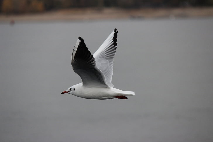 Seagull, Blanco, vuelo, pájaro, naturaleza, mar, vuelo