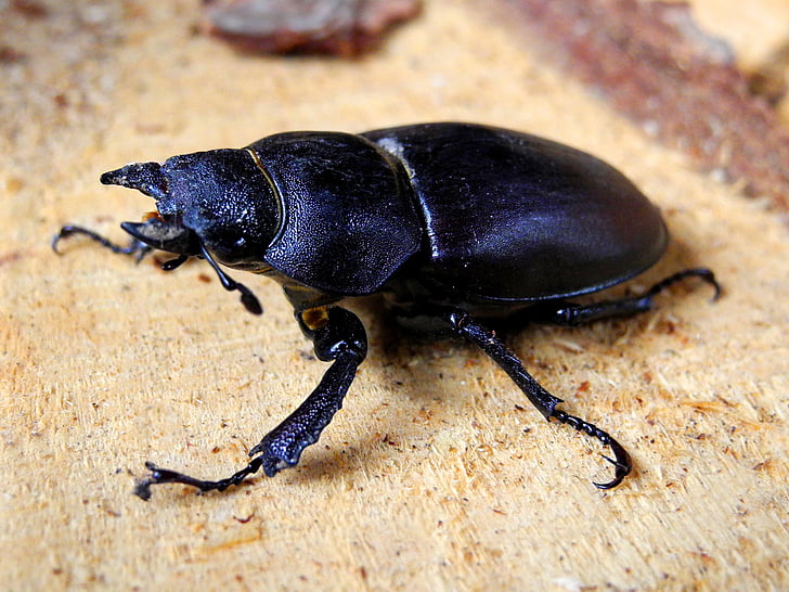 beetle, roháč, female, nature, stag beetle, large, beetles