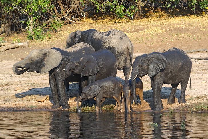 elefante, Botswana, Chobe, animali allo stato brado, animale della fauna selvatica, giorno, Wildebeest