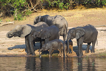elefant, Botswana, Chobe, dyr i naturen, animalske dyreliv, dag, gnuer