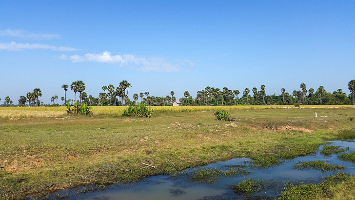 cambodia, asia, siem reap, province, landscape, palm trees, rice fields