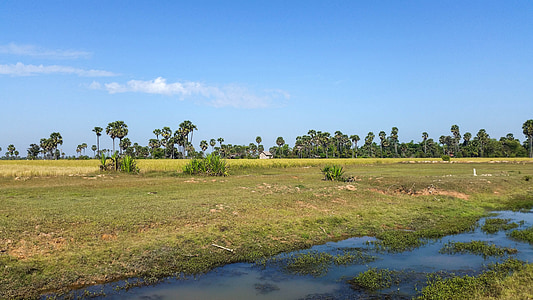 Kambodža, Ázia, Siem reap, Provincia, Príroda, palmy, ryžové polia
