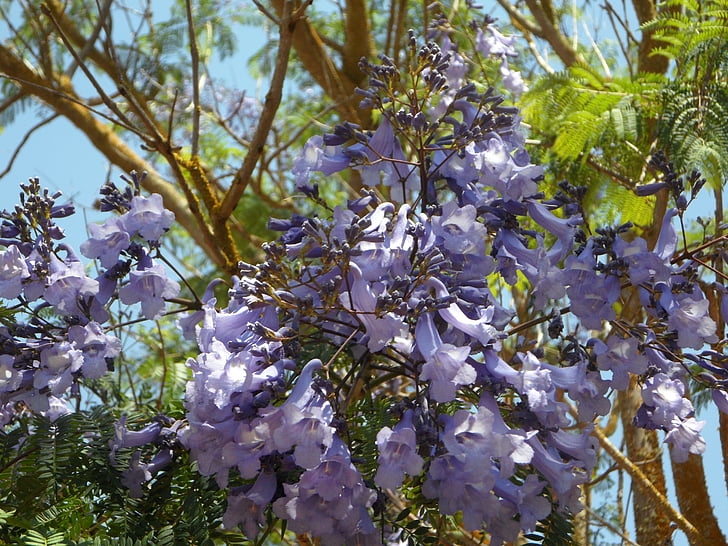 Jacaranda, Baum, Bloom, Blüte, Blumen, exotische, in der Nähe