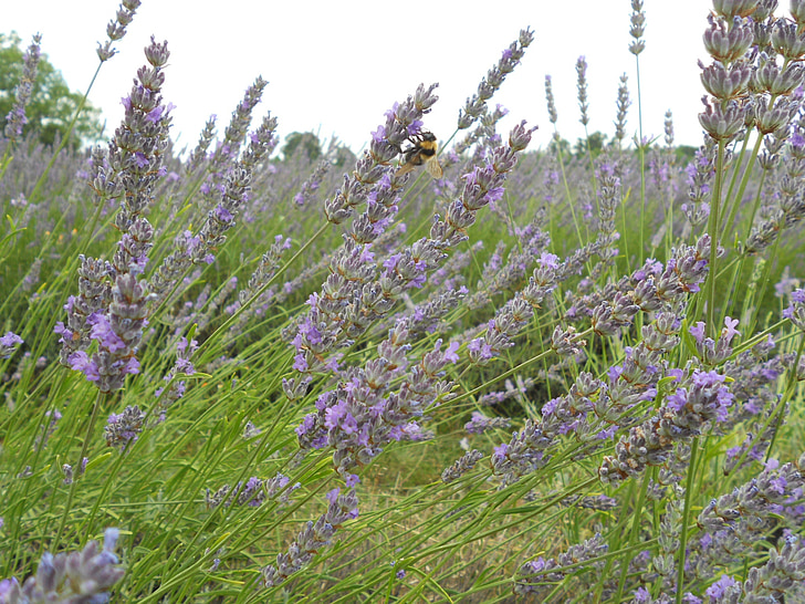 lavender, flower, natural, plant, garden, green, blossom