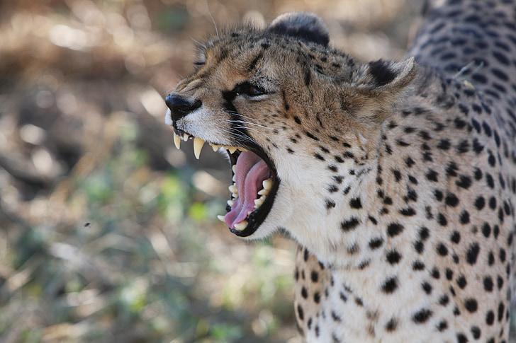 Cheetah, Namibia, Wild, natur, ville dyr, Afrika, fotografering vill