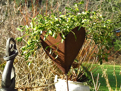 heart, sheet, flowerpot, mistletoe, viscum, plant, planted