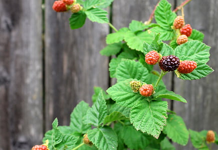 ягоды, Boysenberry, Природа, урожай, фрукты, Берри, питание