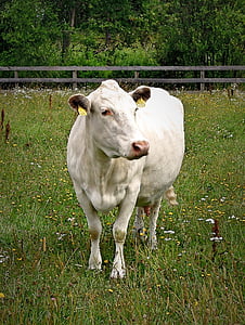 the cow, white, animal, animals, farm, finnish, countryside