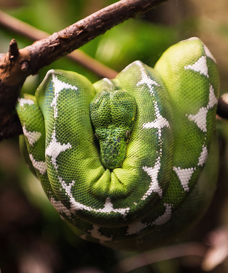 φίδι, ερπετό, φύση, ερπετό, πράσινο δέρμα