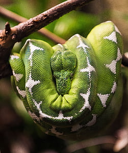 cobra, réptil, natureza, reptilianos, pele verde