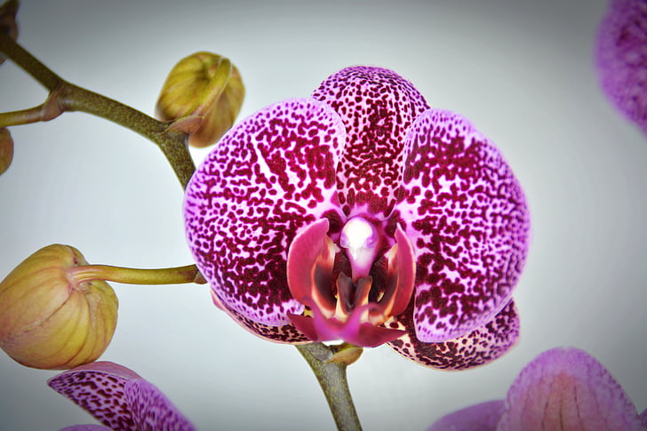 Orchidee, Blume, Blüte, Bloom, weiß violett, lila, exotische