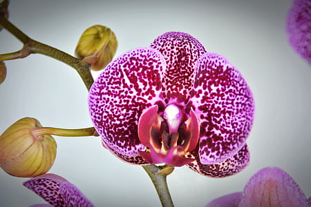 orquídia, flor, flor, flor, violeta blanc, porpra, exòtiques