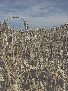 ММАС, Кукуруза, зерно, воздуха, небо, Ницца, Фото