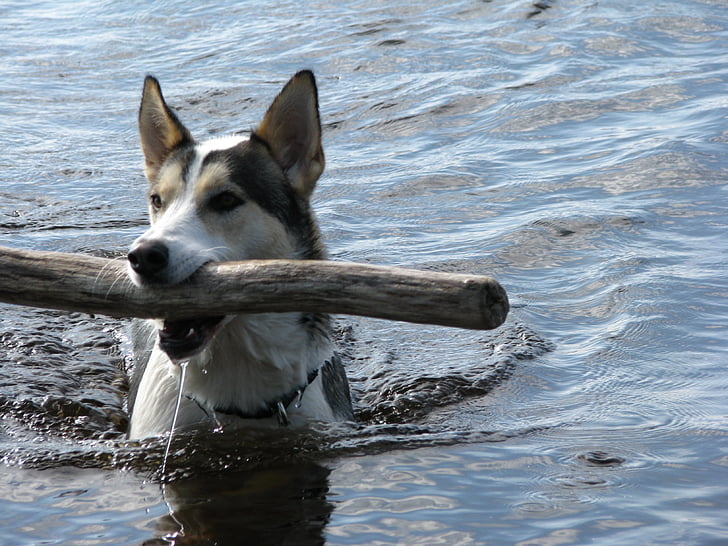 šuo, plaukti, įsiurbimo