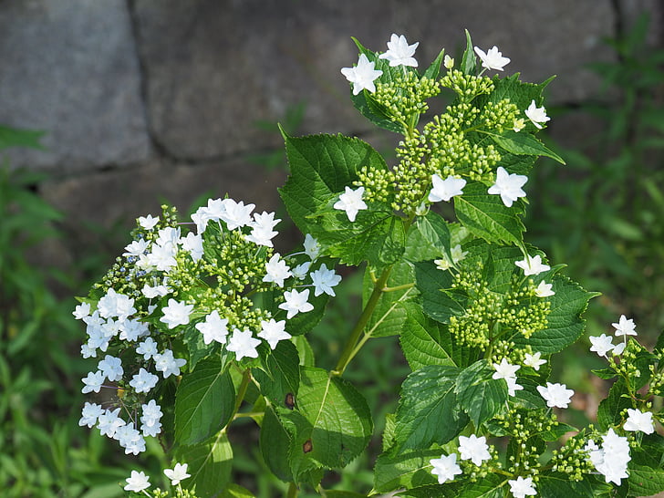 park, hydrangea, japan