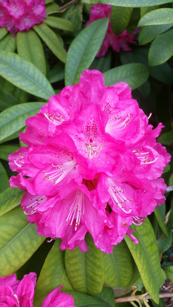 Rhododendron, vaaleanpunainen, kevään, Puutarha, väriä vaaleanpunainen, Luonto