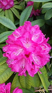 Rhododendron, Rose, printemps, jardin, couleur rose, nature