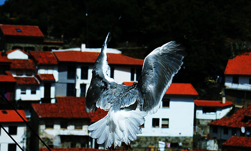 golubovi, Asturija, krila, ptice, krajolik, letjeti, ptice u letu