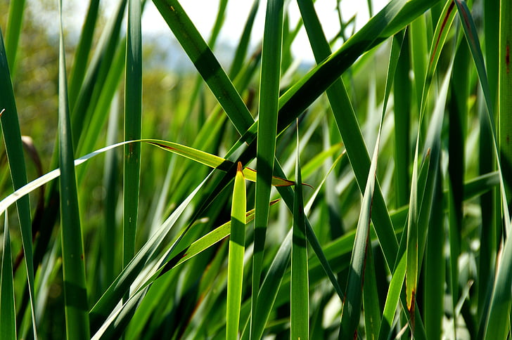 green, reed, nature, leaves, garden