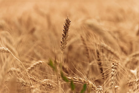 pšeničné pole, detail, závod, přírodní, venku, suché, zlatý