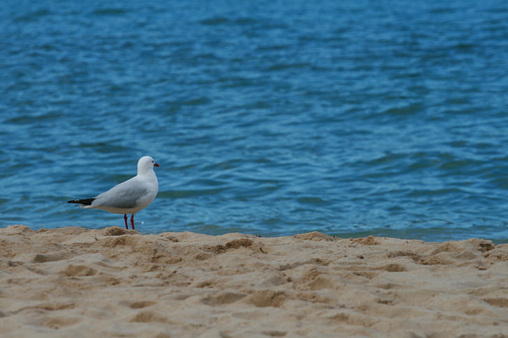 Чайка, птах, пляж, море, пісок