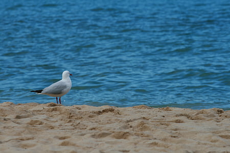 Seagull, fågel, stranden, havet, Sand