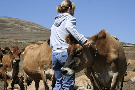 woman, cows, jerseys, farm, dairy, cow, agriculture