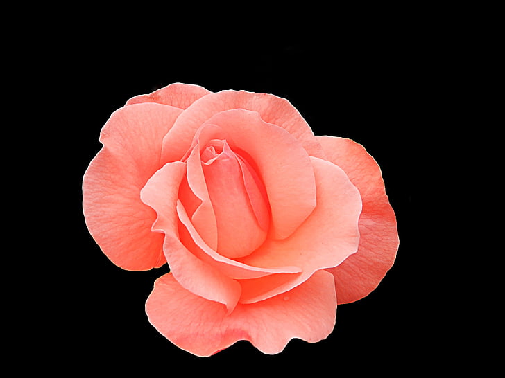 Rosa, natura, flor, flor, pètal, decoració, natural
