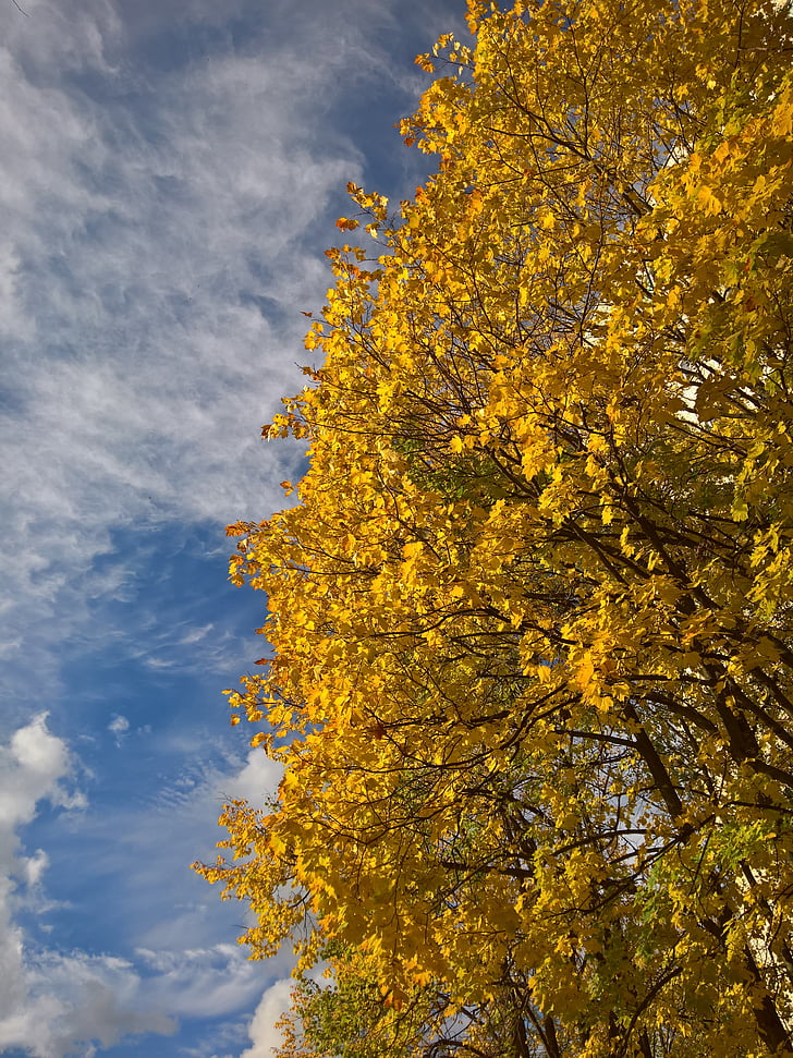 golden autumn, yellow leaves, sky, clear day, autumn leaves, autumn