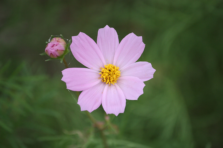 flowers, pink, beautiful, nature, country, landscape, cosmos