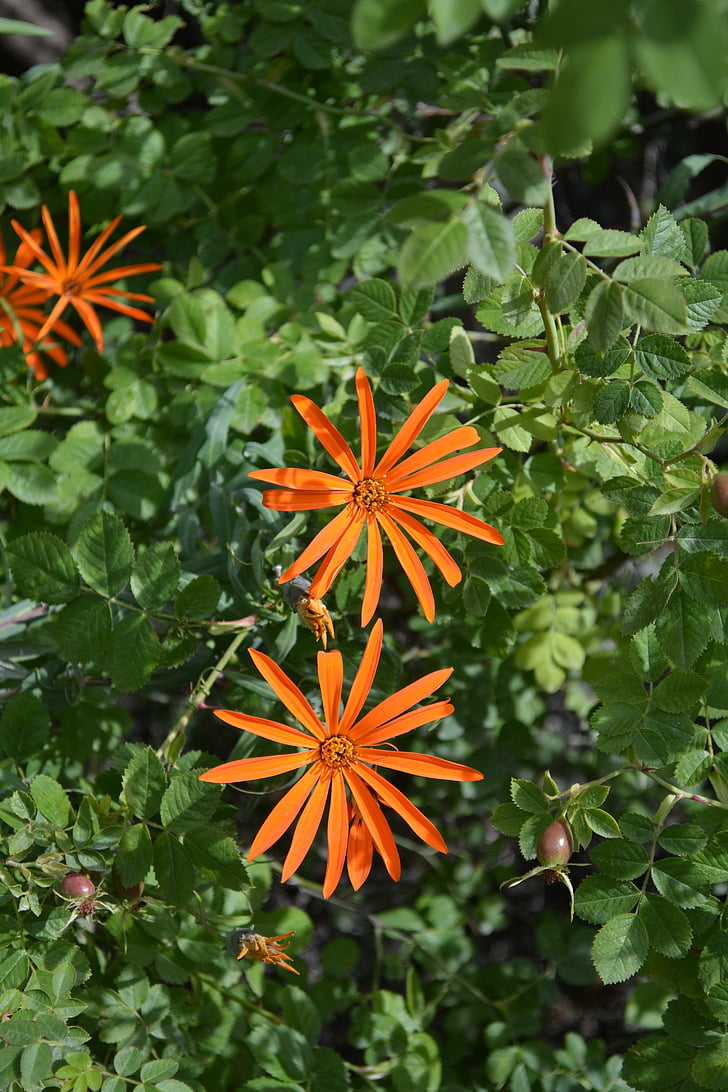 Asteraceae, Mutisia, flor
