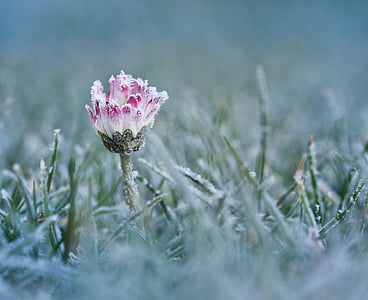 Daisy, fagy, hideg, jég, eiskristalle, fehér, virág