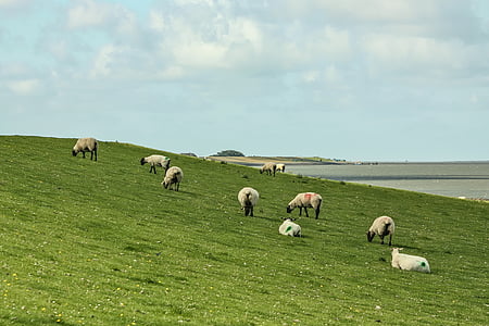 moutons, moutons de la digue, digue, Pellworm, île, mer du Nord, mer des Wadden