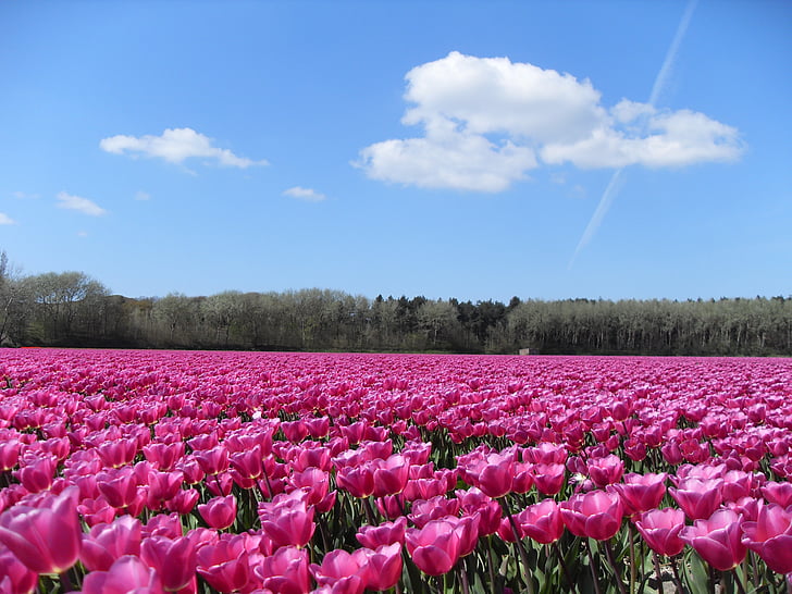 tulips, pink, blue sky, spring, nature, landscape, clouds