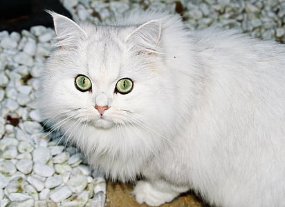고양이, 라이프치히, 하얀, 프레데터, 동물, 눈, 아름다움