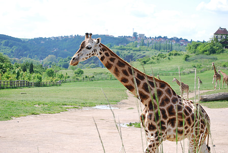 girafe, le zoo de prague, animal
