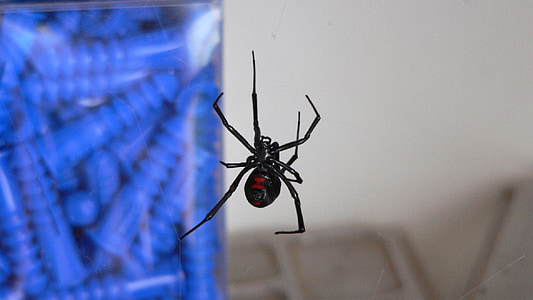 black widow, spider, venomous, danger, poisonous, red hourglass, female