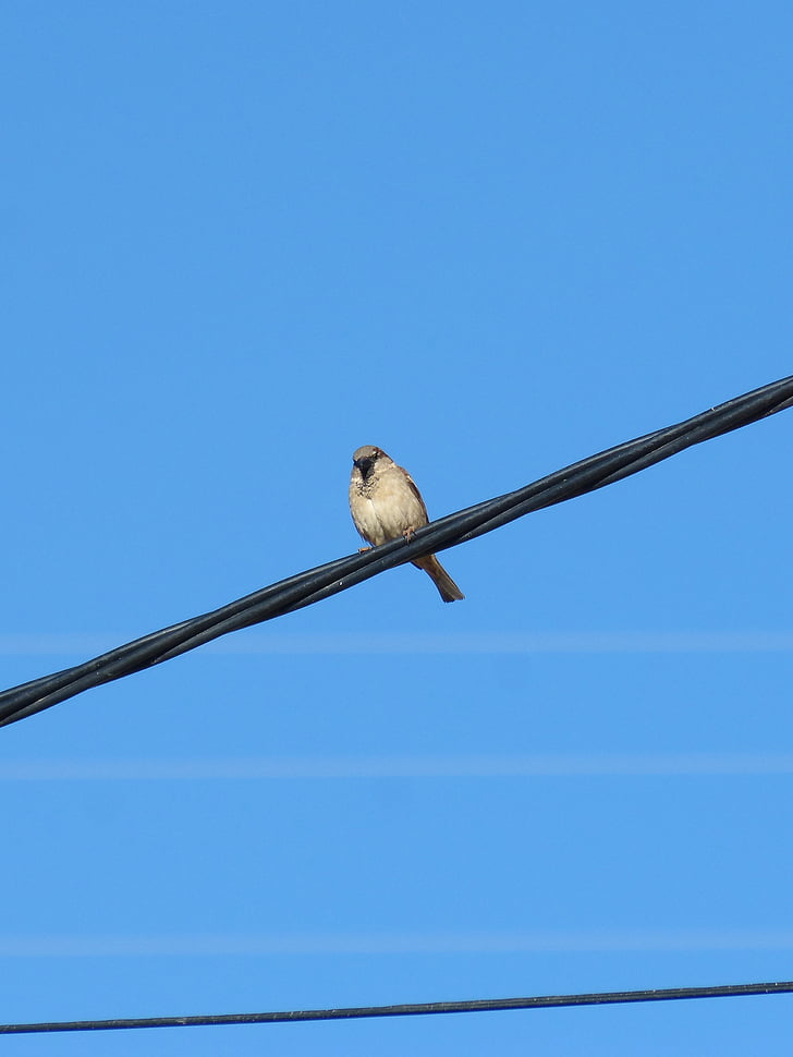 sparrow, cable, wiring, bird, blue sky