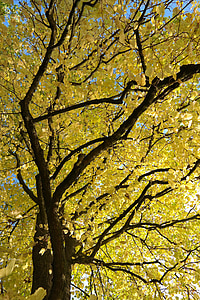 Linde, drzewo, jesień, spadek koloru, pozostawia, żółty, Spadek liści
