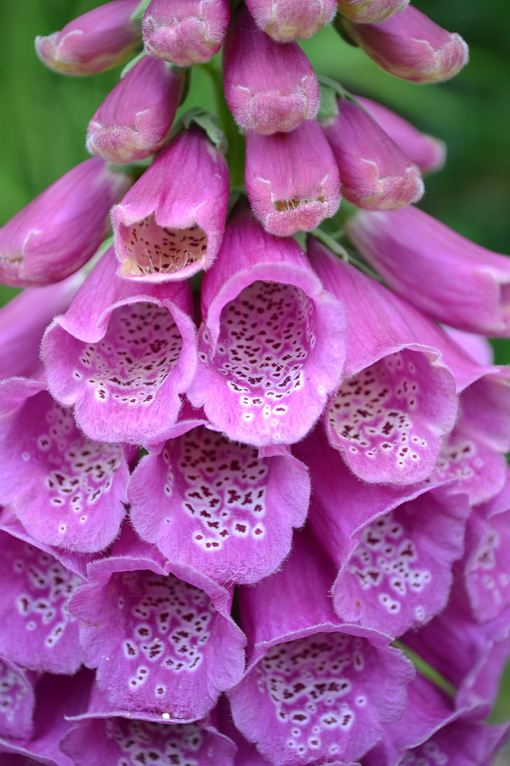 Foxglove, liar, Close-up, alam, ungu, lembayung muda, bunga