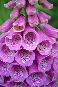 Foxglove, sălbatice, Close-up, natura, violet, mov, floare